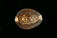 藏品(雪山寶螺)的圖片